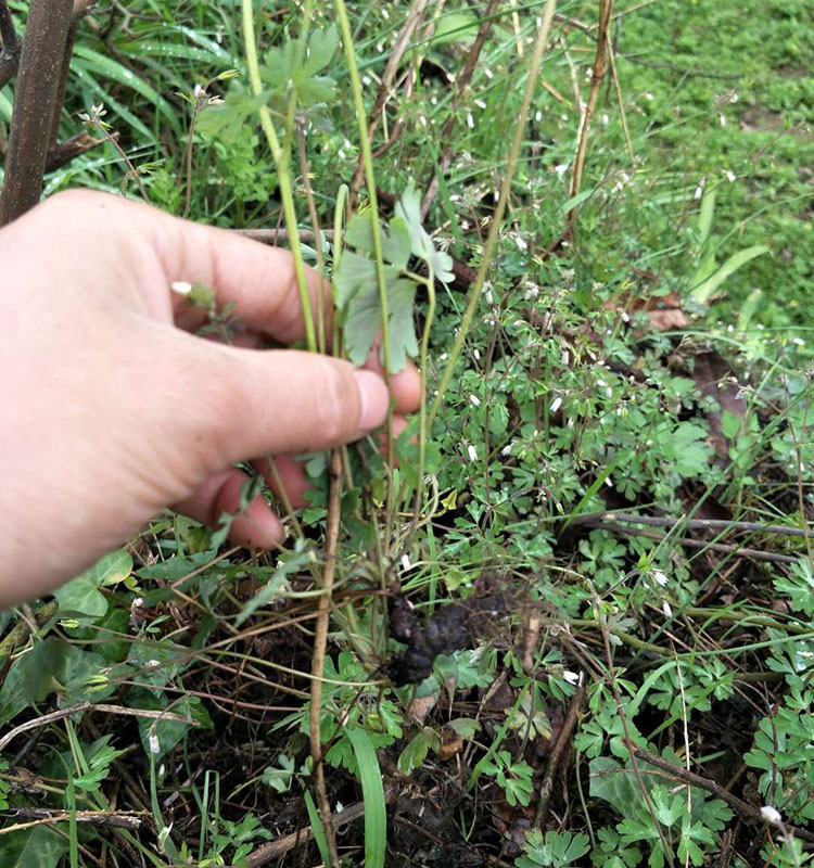 湖南野生紫背天葵子中草药千年老鼠屎山耗子散血珠根药材晒干500g