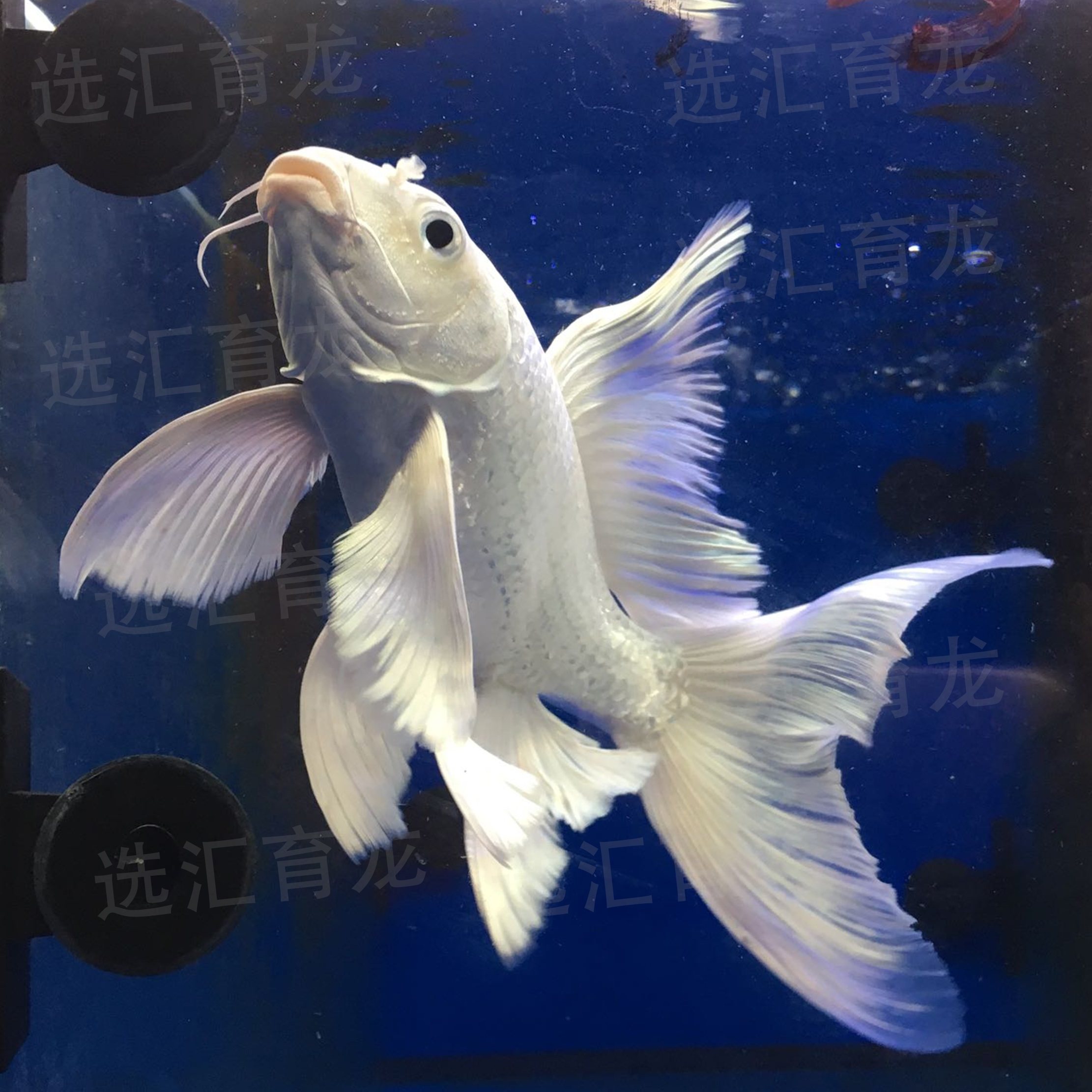 台湾短身蝴蝶鲤 银龙魟鱼鹦鹉配鱼 白金龙凤锦鲤观赏鱼苗活体