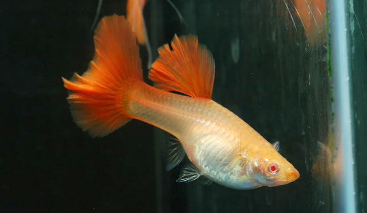 水族宠物孔雀鱼活体血红白子纯种凤尾热带淡水观赏鱼缎带孕母稀有