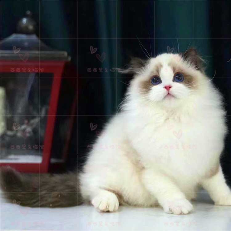 布偶赛级布偶海双猫仙女幼猫纯种布偶猫活体蓝双猫咪