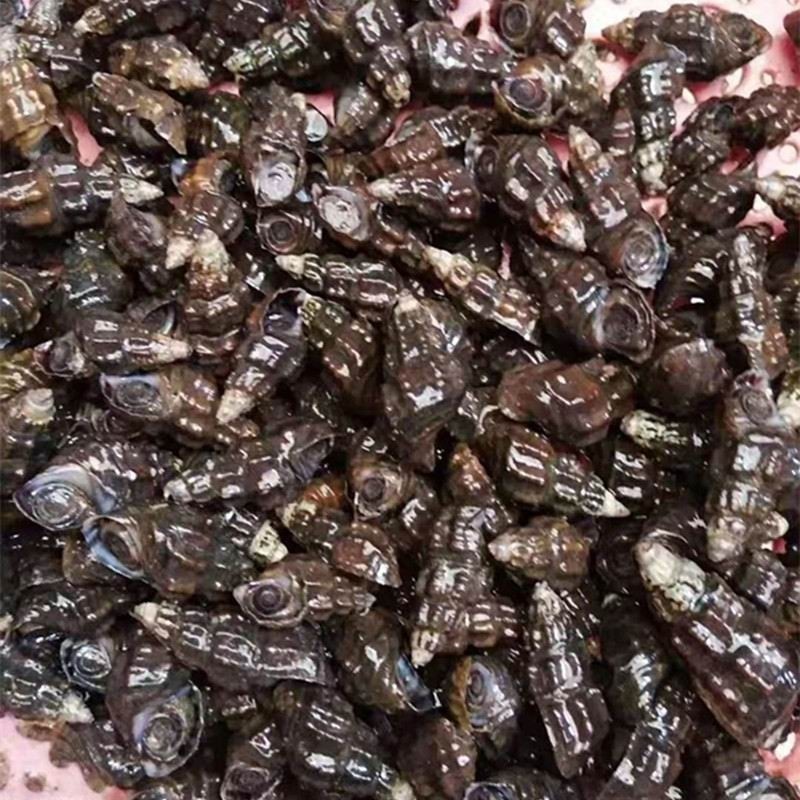 纽丝农村淡水山坑螺鲜活野生扭扭螺鲜甜美美味其它