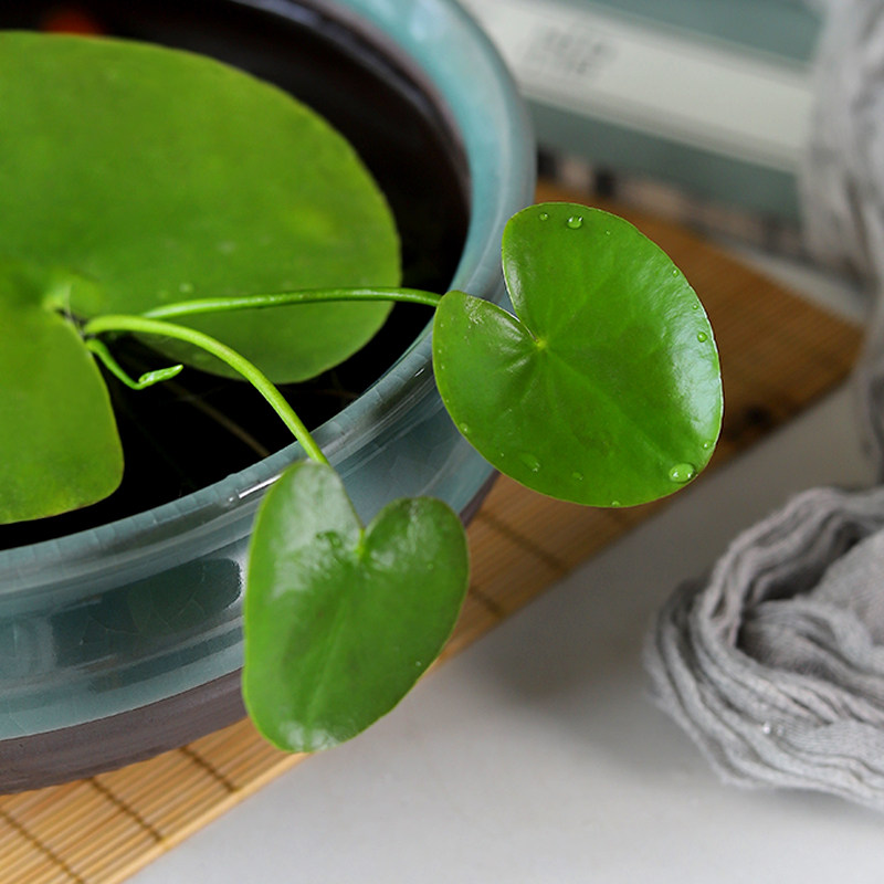 一叶莲碗莲水培植植物无土水生鱼缸漂浮绿植时令草本花卉
