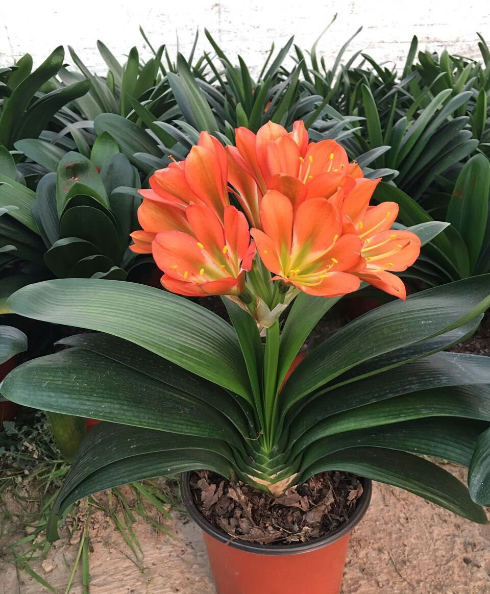 君子兰室内四季开花养花精品圆头和尚大苗国兰时令草本花卉