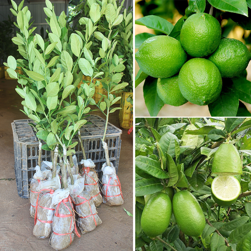 树苗柠檬柠檬树台湾四季香水广东无籽果苗盆栽果树