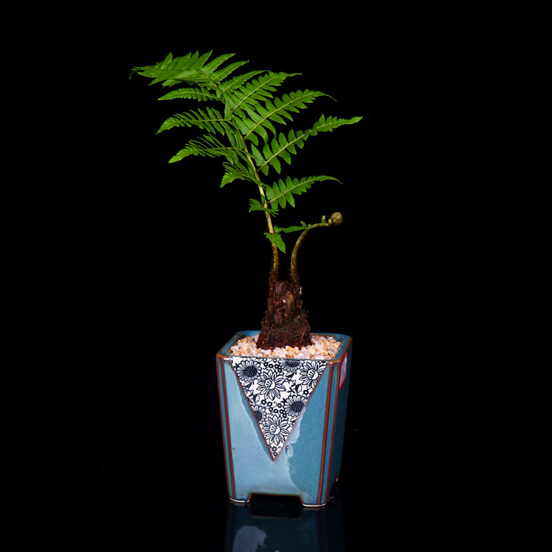 盆栽红叶桫椤蕨类植物树苗室内办公室禅意净化空气绿植