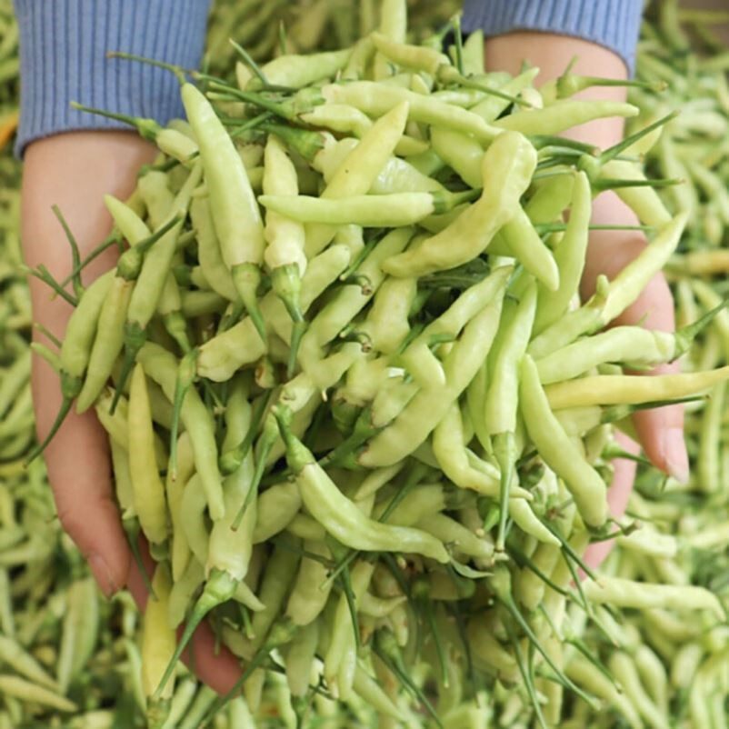 现货摘发云南新鲜小米米辣椒特辣黄白小米椒野山辣椒