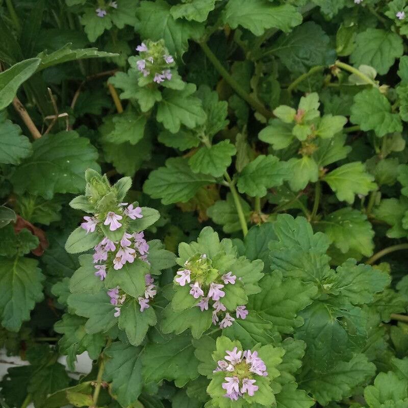 新鲜龙胆正宗苦地胆散血草风轮潮汕中草药500g其他药食同源食品