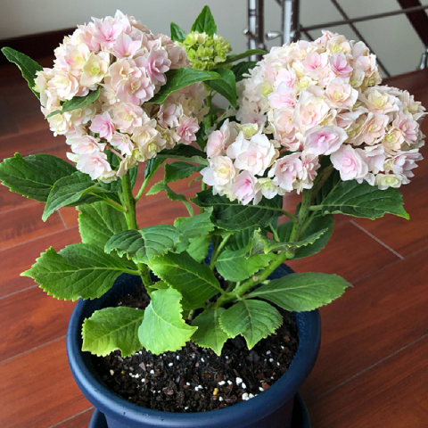 绣球花苗盆栽老桩四季盆栽花卉植物室内花好养开花的别墅庭院s