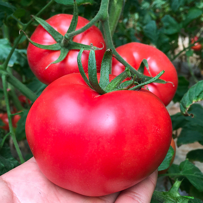西红柿普罗旺斯新鲜自然水果番茄沙瓤生吃圣女果番茄