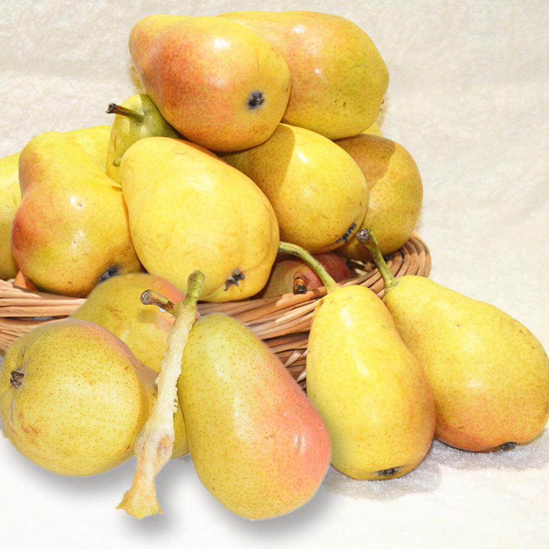 太婆大头红啤软梨10斤新鲜烟台老婆莱阳香蕉梨