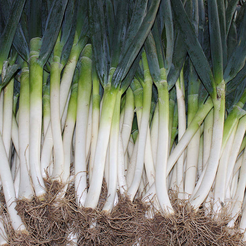 山东章丘大葱5斤带箱新鲜葱农家香葱白甜葱蔬菜沾酱 - 天天淘