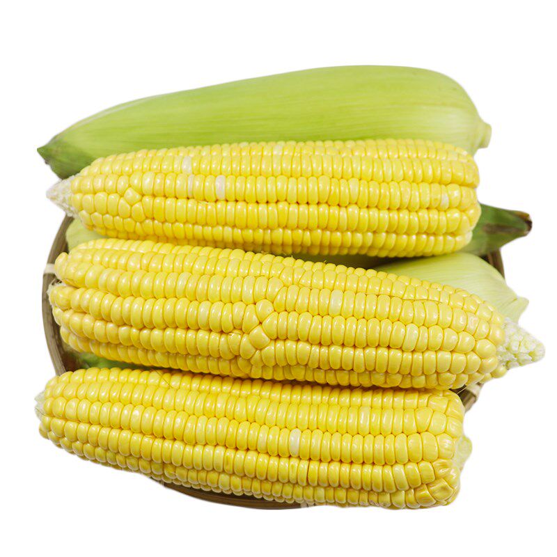 云南金银水果玉米10斤新鲜生吃玉米棒子粒粘糯新鲜玉米