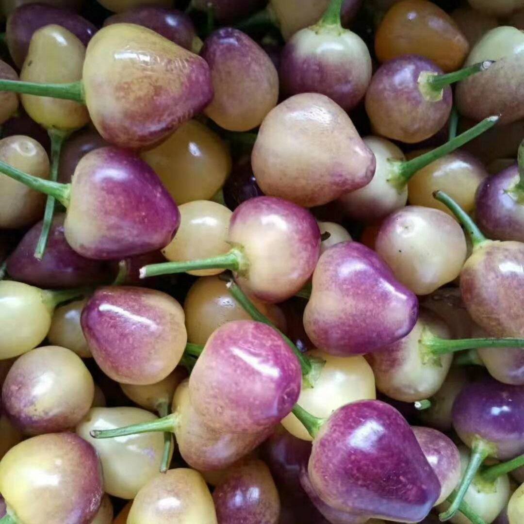 5斤装新鲜七彩椒辣椒广西特产五彩椒泡椒珍珠辣椒微辣包邮