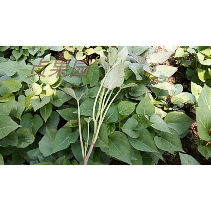 薯苗临安天目山小香蜜薯新鲜现挖黄心红薯100颗番薯