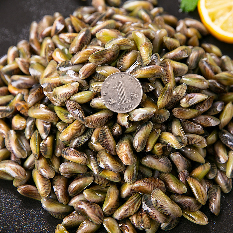 福建鲜活海瓜子海鲜水产贝类新鲜薄壳当天现捞贝类制品