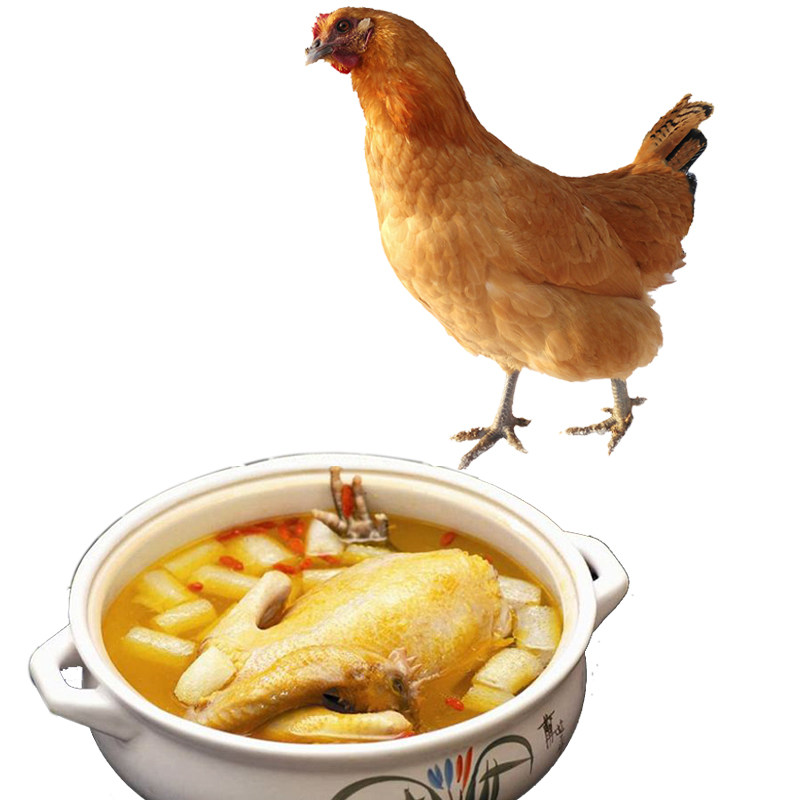 怡博士土鸡农家散养新鲜鲜活现杀孕妇月子鸡走地鸡草鸡老母鸡公鸡