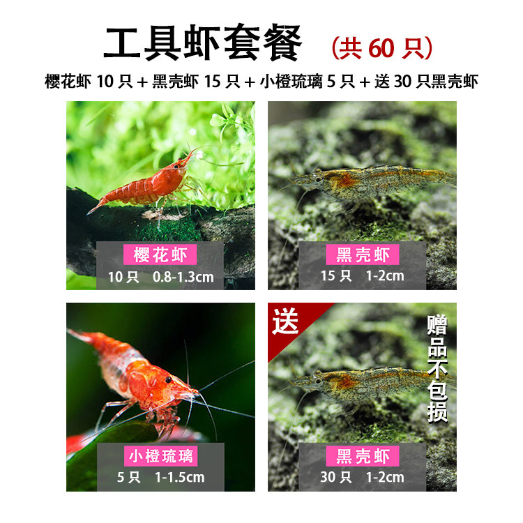 淡水观赏虾螺蟹活体工具虾黑壳虾樱花黄金米虾清洁草缸大和除藻虾