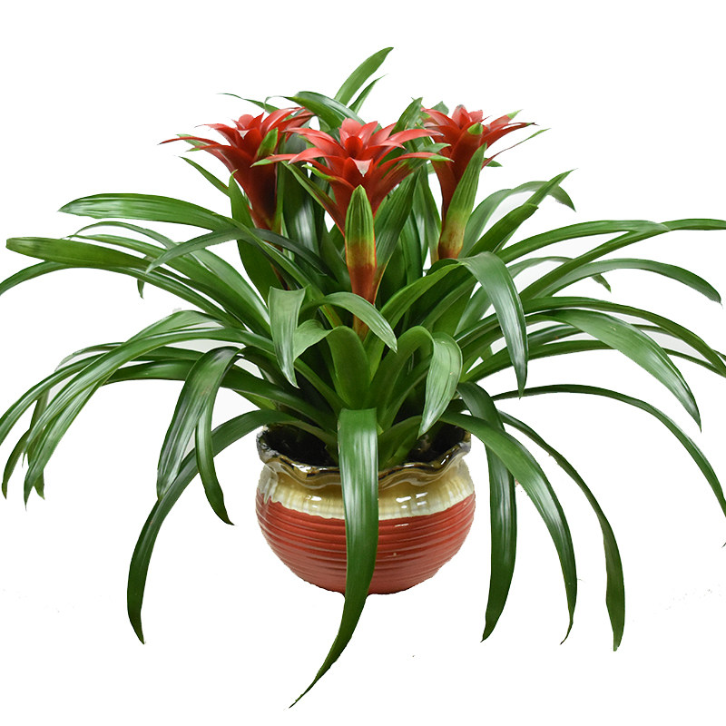 红运当头鸿运当头盆栽绿植大红大红花花卉植物室内大型绿植