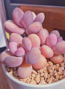 多肉植物老桩桃蛋云南高端盆栽花卉