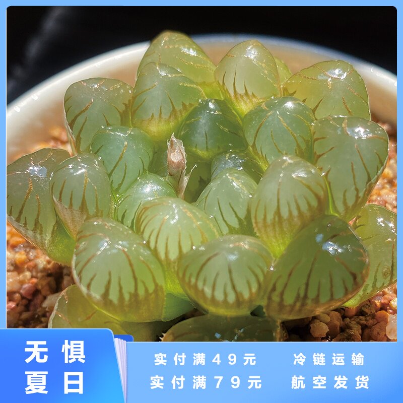 大颗办公新手水晶盆栽室内办公室冰灯玉露花卉多肉植物