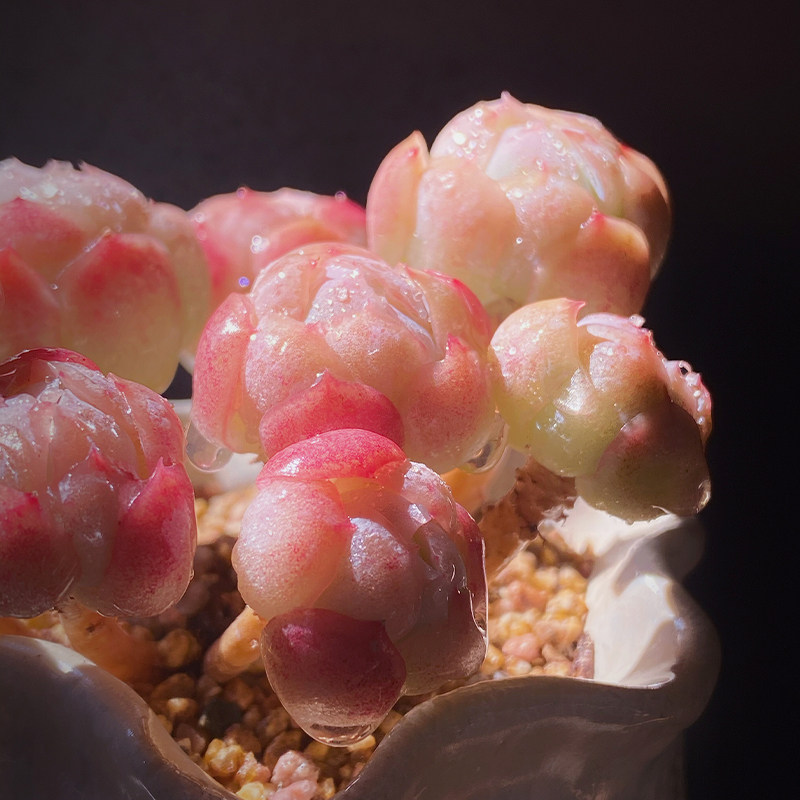 贝瑞胭脂奶油群生云南南多肉老桩双子瑞多植物多肉植物