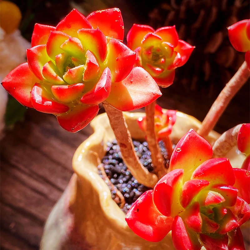 多肉果爵火焰蒂亚云南露养群生老桩植物新手多肉植物