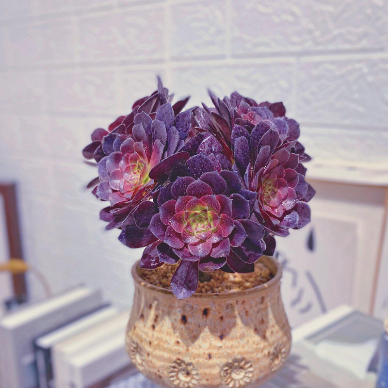 铜壶法师多肉植物超大清仓老桩手捧群多头组合多肉植物