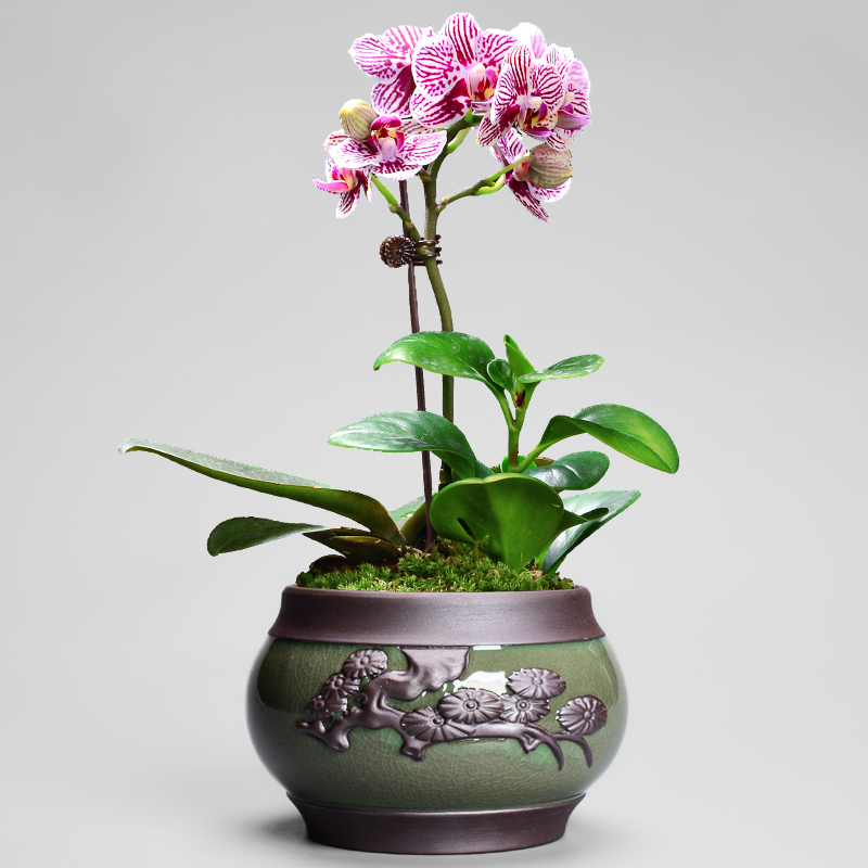 哥窑花盆陶瓷兰花专用蝴蝶兰盆栽复古中国国风花盆