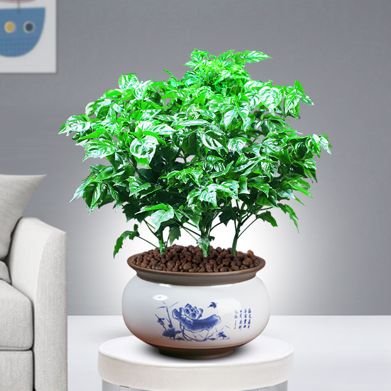 幸福树盆栽植物室内花好客厅净化空气花卉办公办公桌绿植