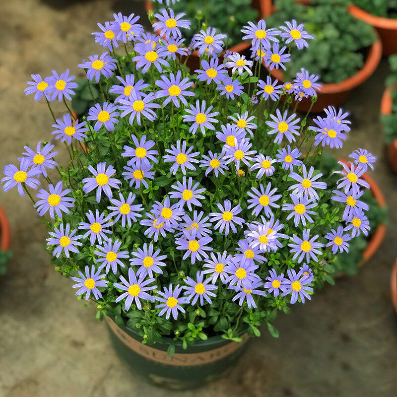 开花机器糖果玛格丽特花苗盆栽花苞多年生雏菊菊花绿植