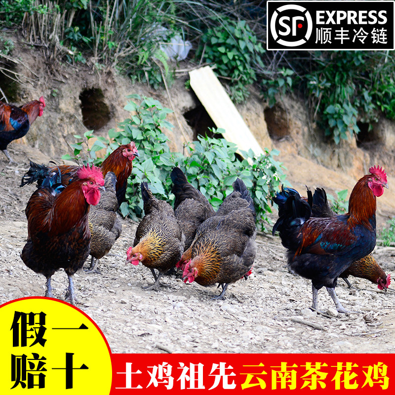 云南茶花土鸡农家散养正宗走地母鸡整鸡