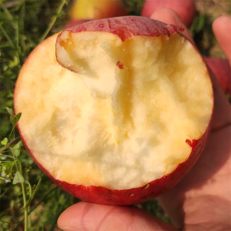 陕西秦冠丑苹果粉面沙甜不打打蜡新鲜冰糖糖心苹果