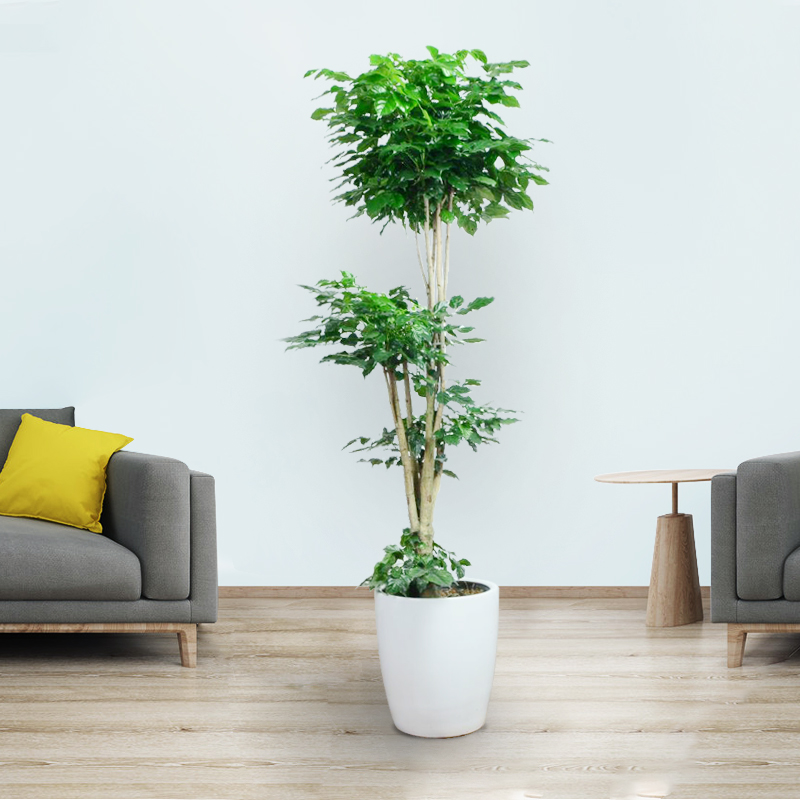 幸福树盆栽大型客厅老树桩平安发财大型花卉绿植招财开业送礼盆景