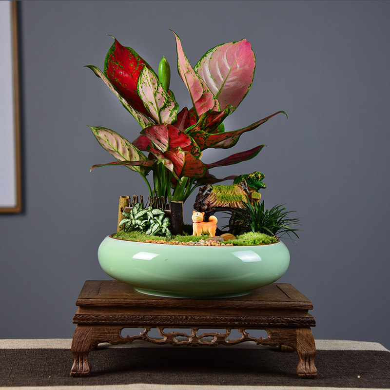 如意皇后花盆盆栽吉利万年红盆景办公客厅室内绿植