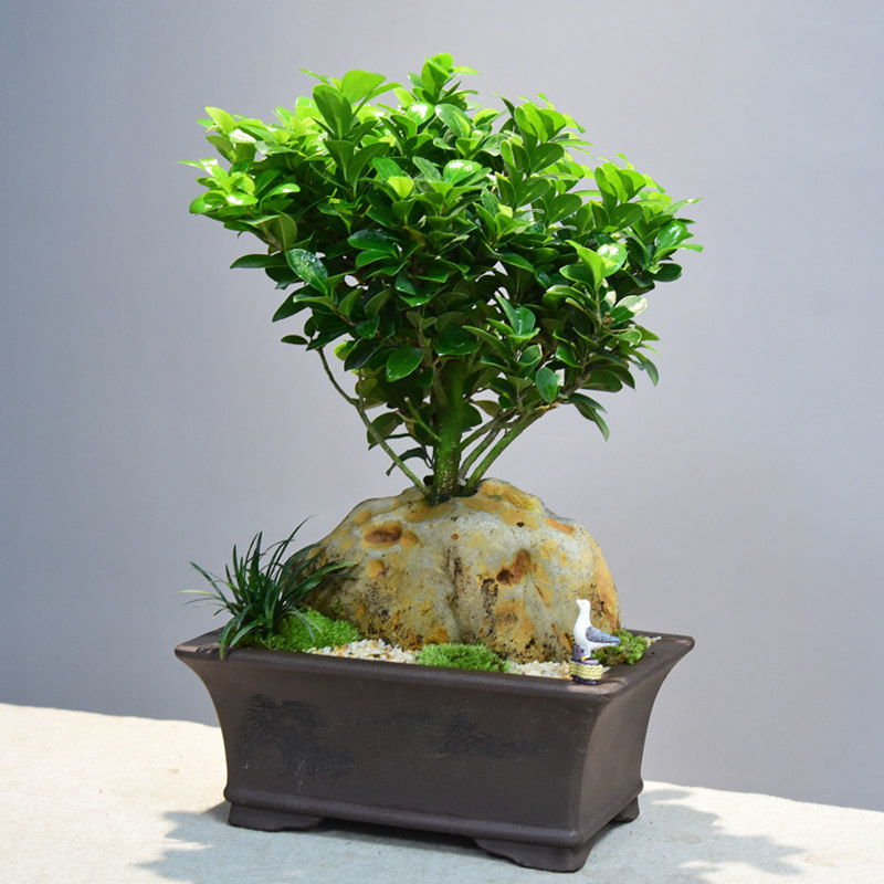 榕树盆景抱石原生植物室内中式复古桌面盆栽绿植