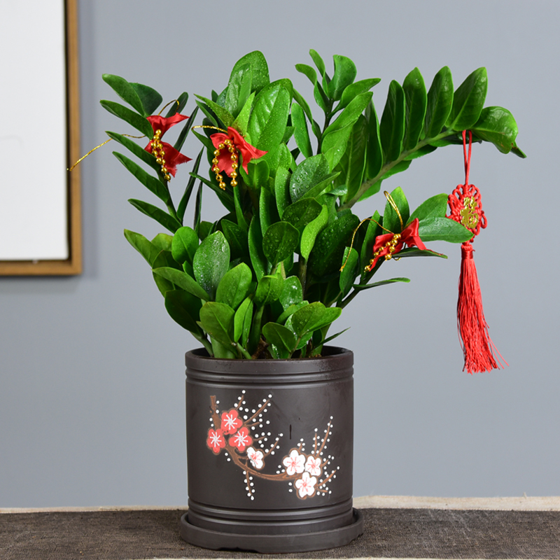 大金钱树盆栽摇钱树开业乔迁送礼绿植客室内办公前台植物四季好养