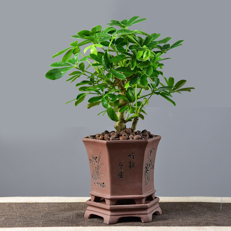 植物七叶莲鸭掌盆栽室内鸭脚木盆景居家办公室阳台绿植