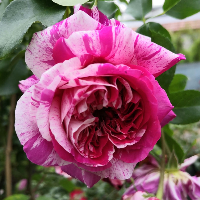 大苗欧月伊蕾斯特藤本月季大花浓香无刺爬藤蔷薇时令草本花卉