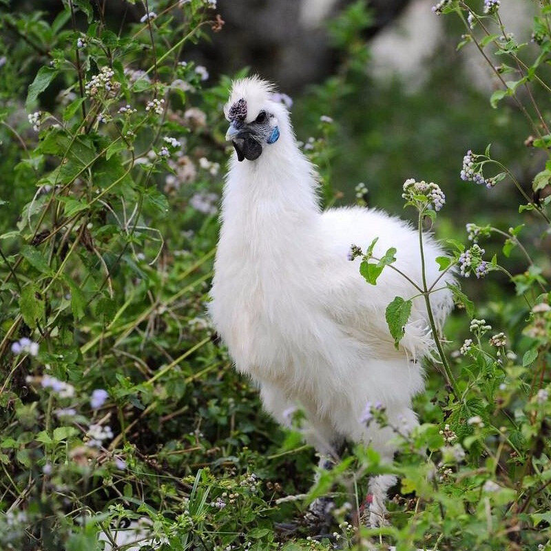 正德乌鸡新鲜现杀冷冻白条鸡整只真空农家散养白凤黑乌骨鸡土鸡肉