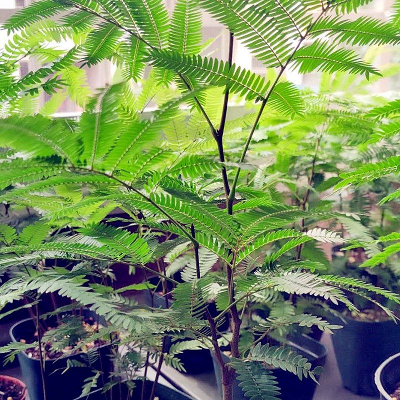 植物包邮日本进口叶猴耳环害羞常绿室内网红绿植