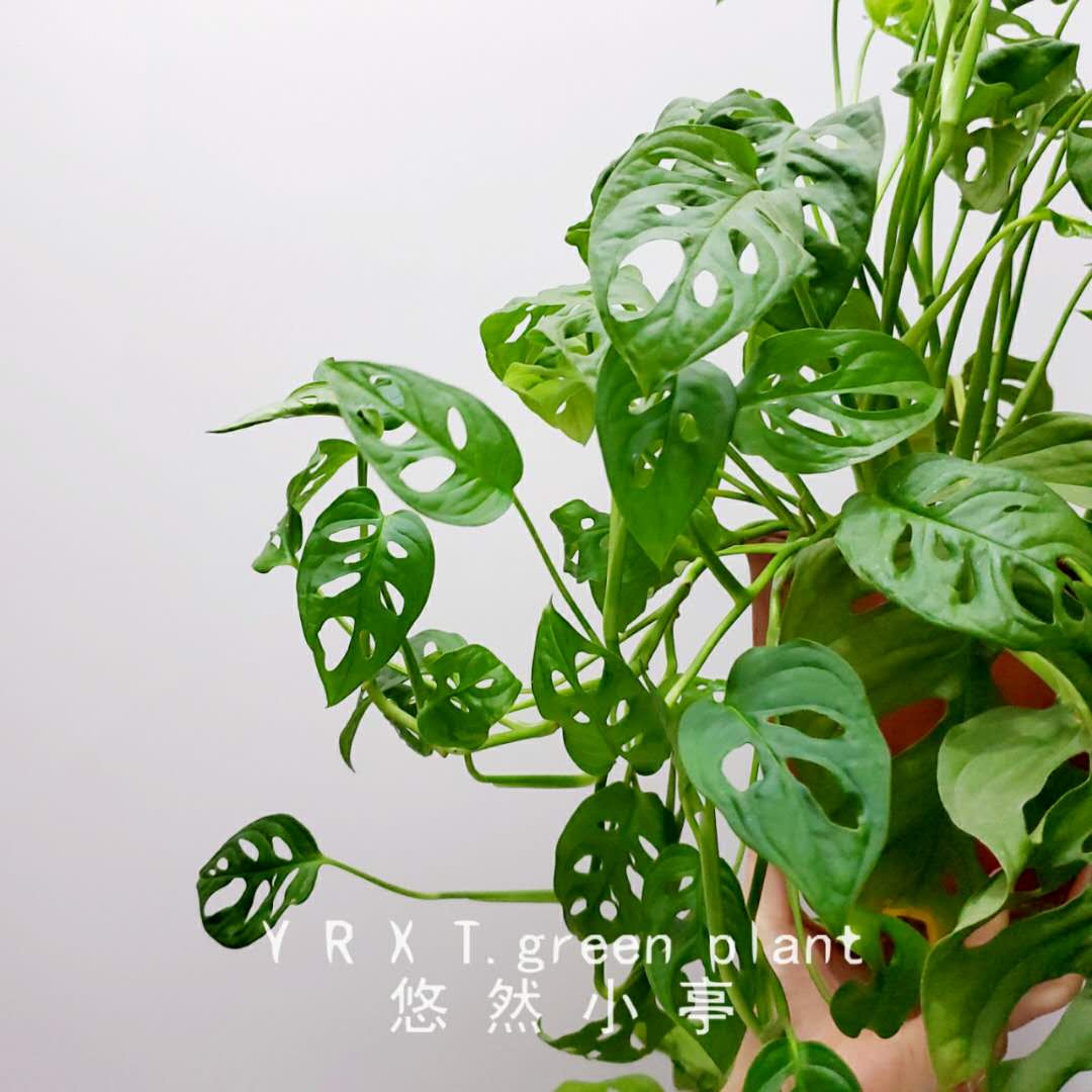 网红洞洞芋仙龟背吊兰多孔北欧欧风四季耐阴绿植