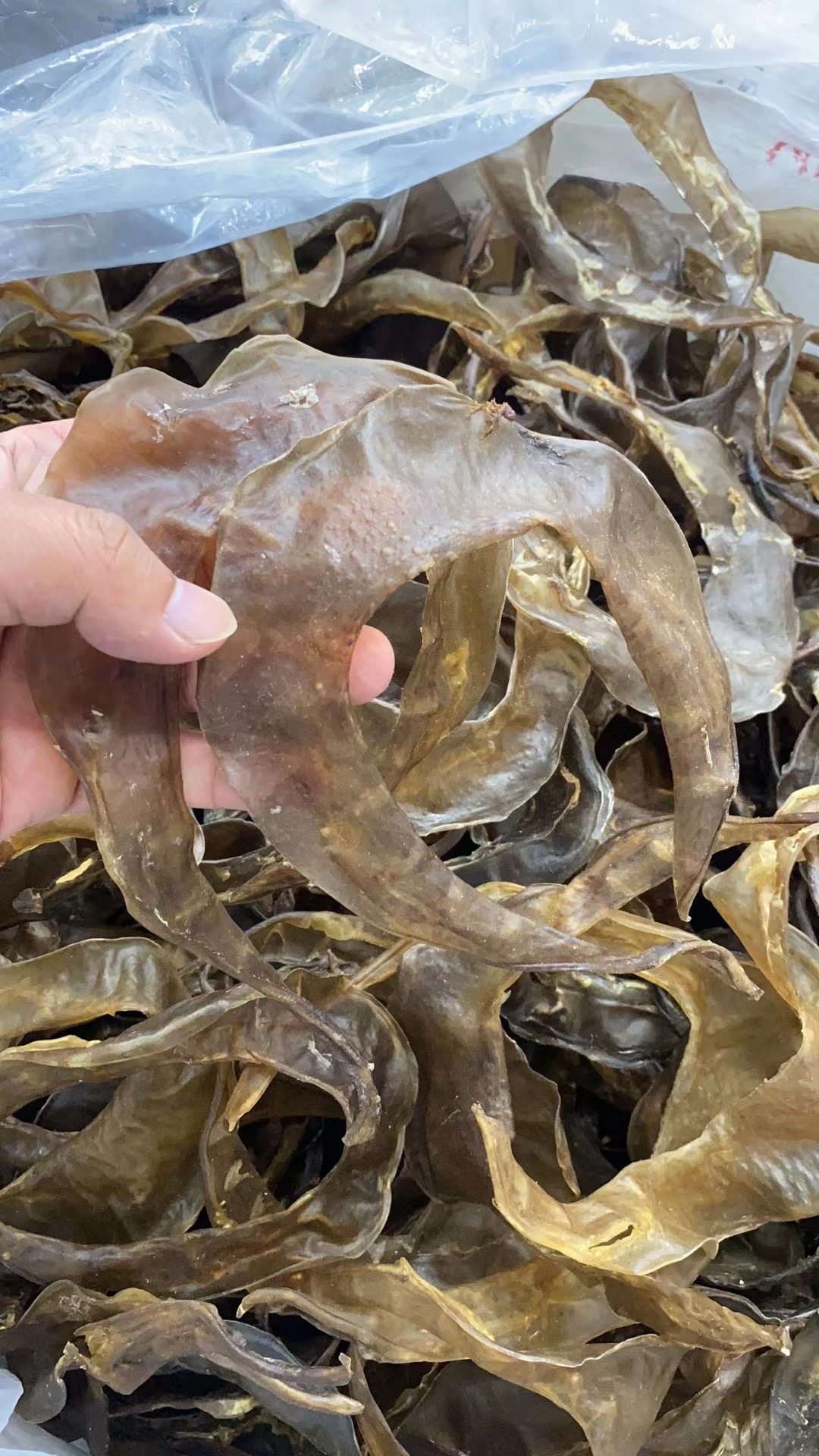 干货45头甲鱼边裙酒店装水底板团鱼裙边中华甲鱼