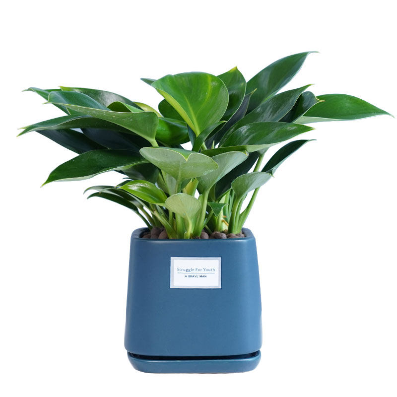 绿公主盆栽招财植物办公室内净化空气除甲醛绿植四季常青大叶金钻
