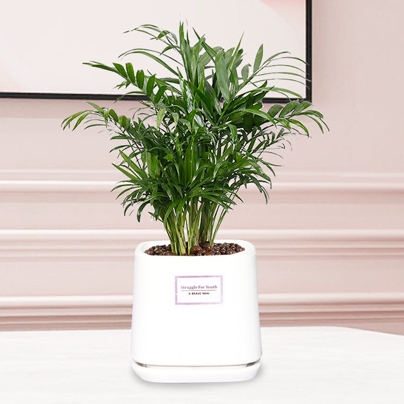 夏威夷袖珍椰子盆栽办公办公室室内桌面净化空气甲醛绿植