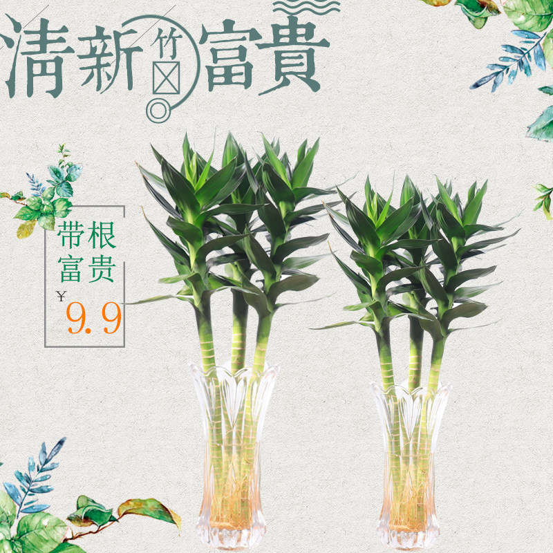 带根文昌竹水培富贵竹观音竹植物室内玄关财位招财植物四季常青