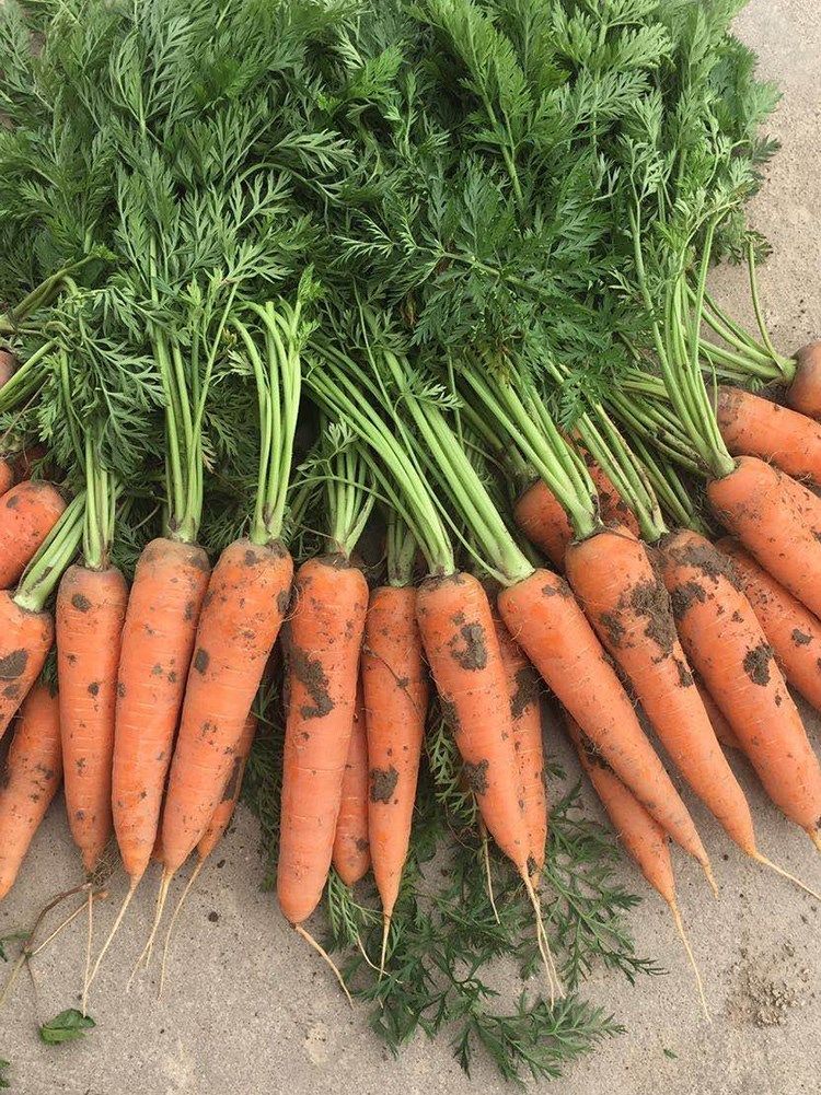 新鲜现挖湖北蔬菜农家自种带泥水果胡萝卜红萝卜萝卜