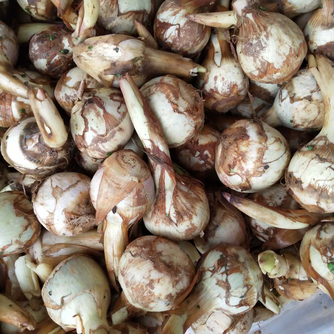 新鲜云南蔬菜荸荠装粉5斤鲜慈马蹄白马蹄茨菇其它