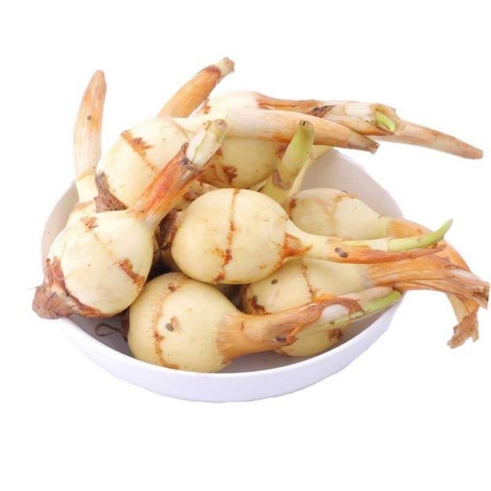 慈姑云南高原净重5斤包邮白慈菇新鲜慈菰茨姑其它