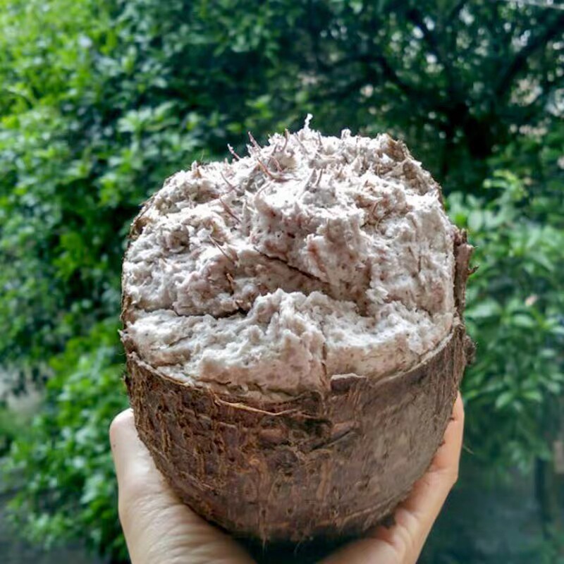 芋头广西荔浦9斤新鲜槟榔芋香农家自种时令芋头