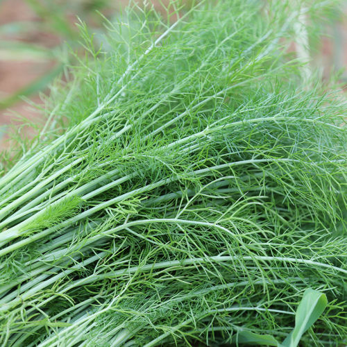 现摘现发茴香菜新鲜4斤小茴香包鲜蔬菜回香荤香茴香_慢享网